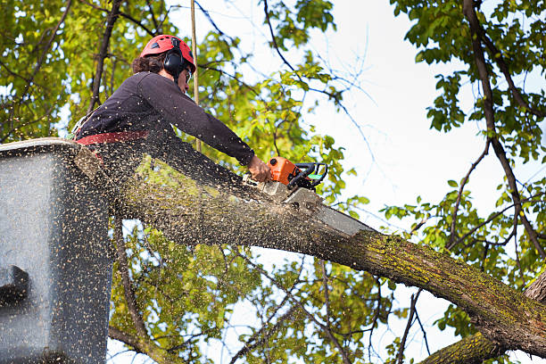 Tree Service Company in Maybrook, NY